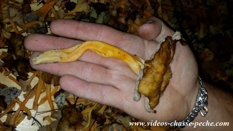 chanterelle